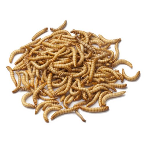 Mealworms Pre-Pack