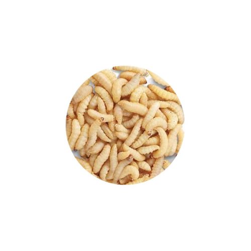 Waxworms 15g (in Shavings) Pre-pack