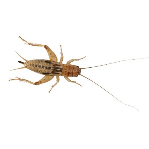 Silent Crickets Standard Pre Pack