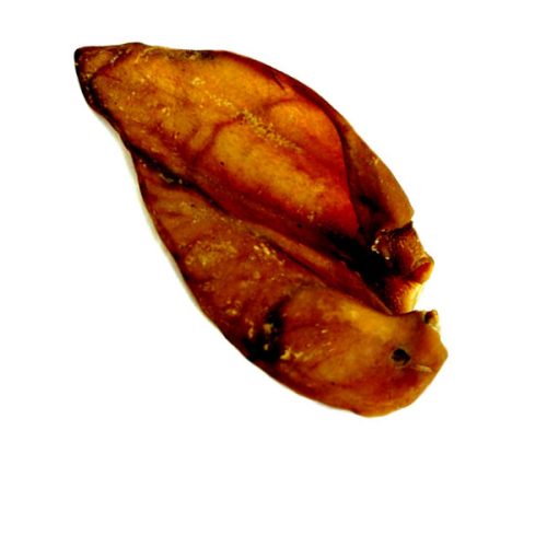 Pigs Ear x5
