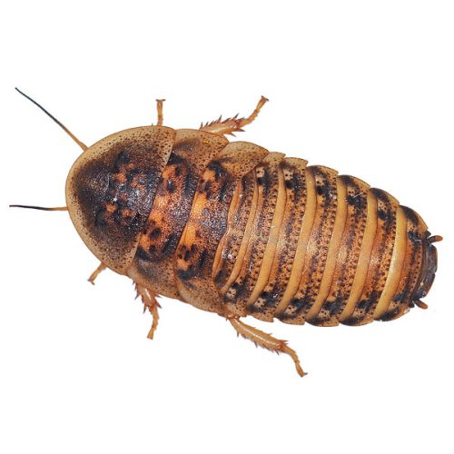 Dubia Cockroaches Medium Pre Pack