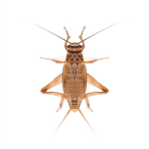Silent Crickets Small Pre Pack